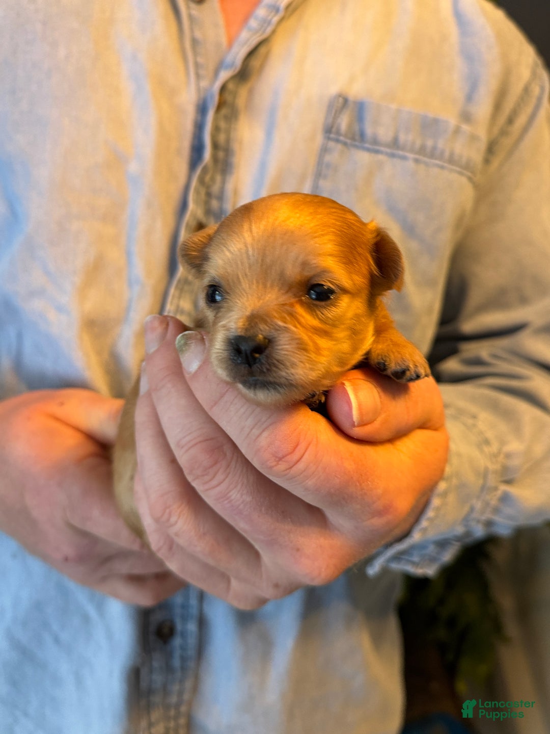 Chihuahua dogs for sale: Red gold  - Ad 13
