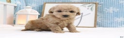 Cavapoo dogs for sale: Thomas - Ad 3