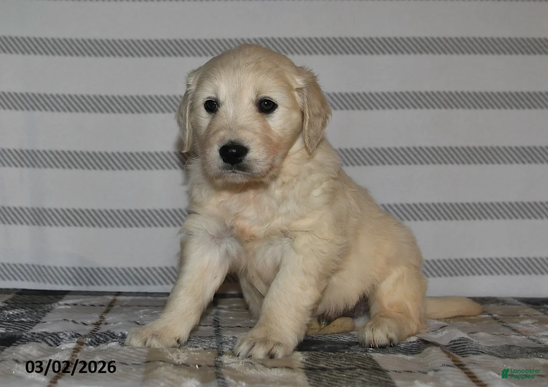 Golden Retriever dogs for sale: Chief - Ad 2