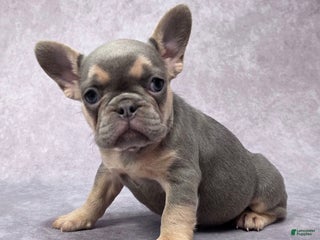 French Bulldog dogs - Ad 30