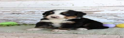 Bernese Mountain Dog dogs for sale: Marshall - Ad 2