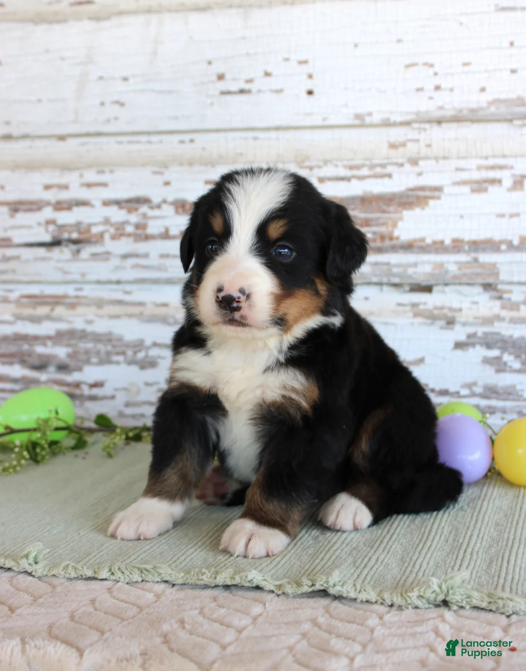 Bernese Mountain Dog dogs for sale: Marshall - Ad 2