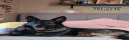 German Shepherd dogs for sale: German Shepherd 4 - Ad 4