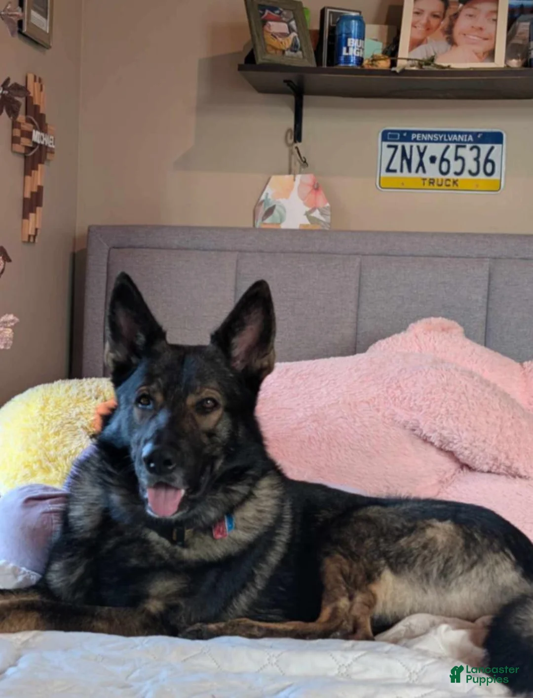German Shepherd dogs for sale: German Shepherd 4 - Ad 4