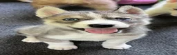 Siberian Husky dogs for sale: Echo our little chatterbox  - Ad 4