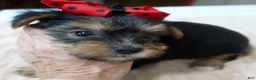 Yorkshire Terrier dogs for sale: Ziggy 2 pounds - Ad 8