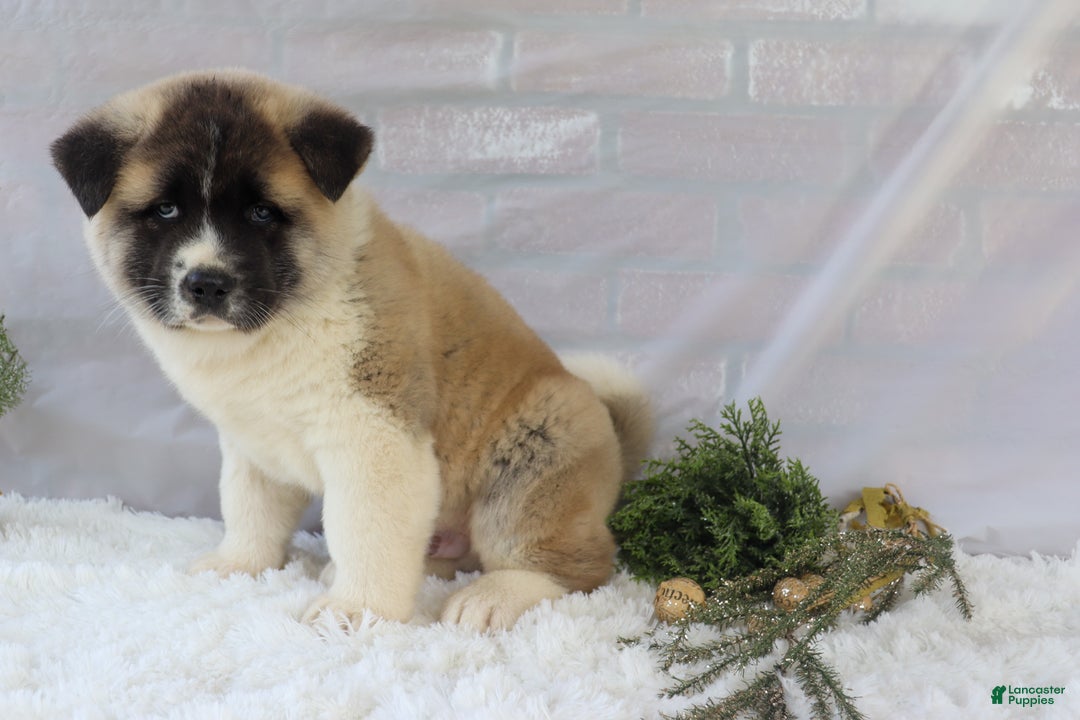Akita dogs for sale: Trevor - Ad 29
