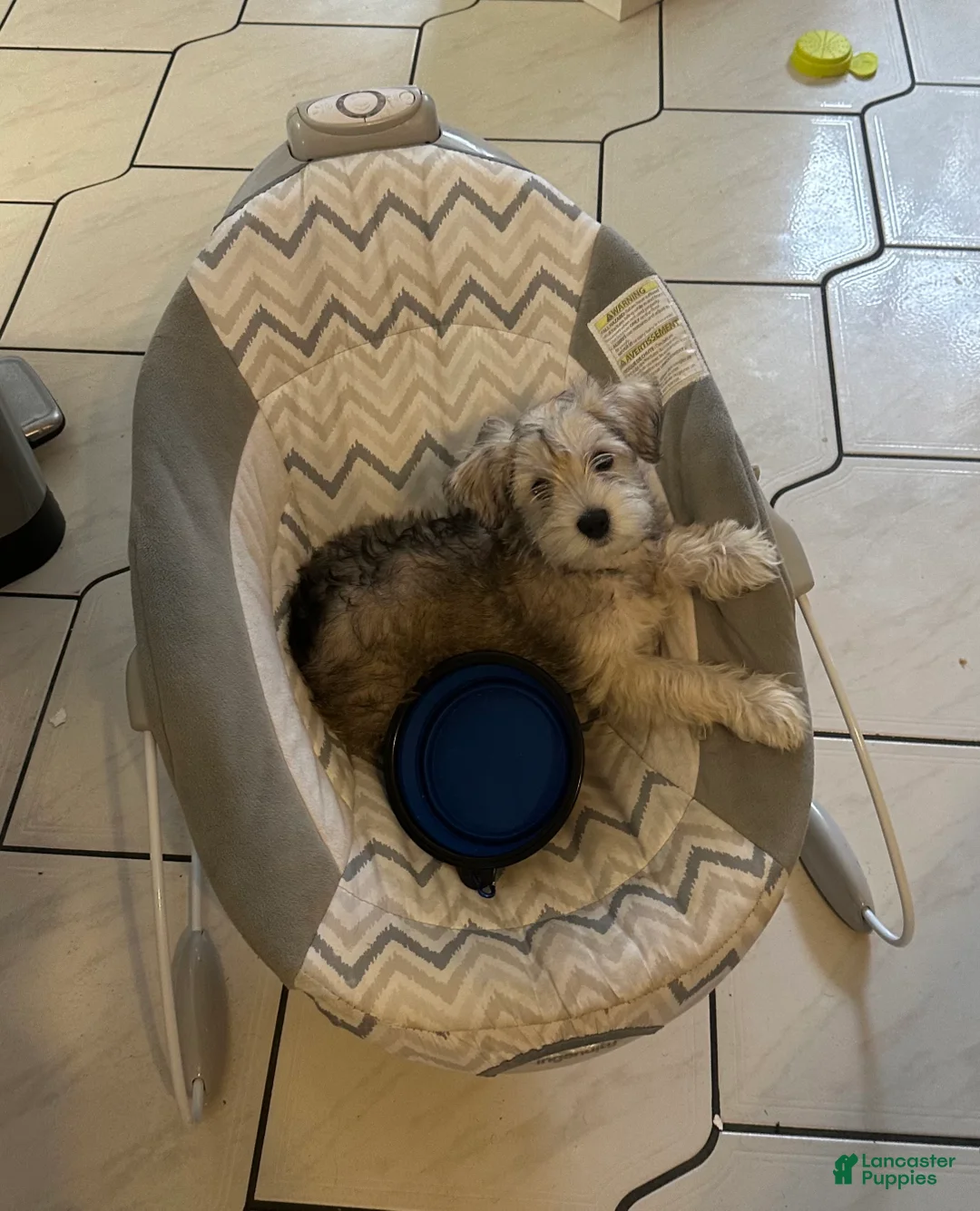 Miniature Schnauzer dogs for sale: Miniature Schnauzer 1 - Ad 2