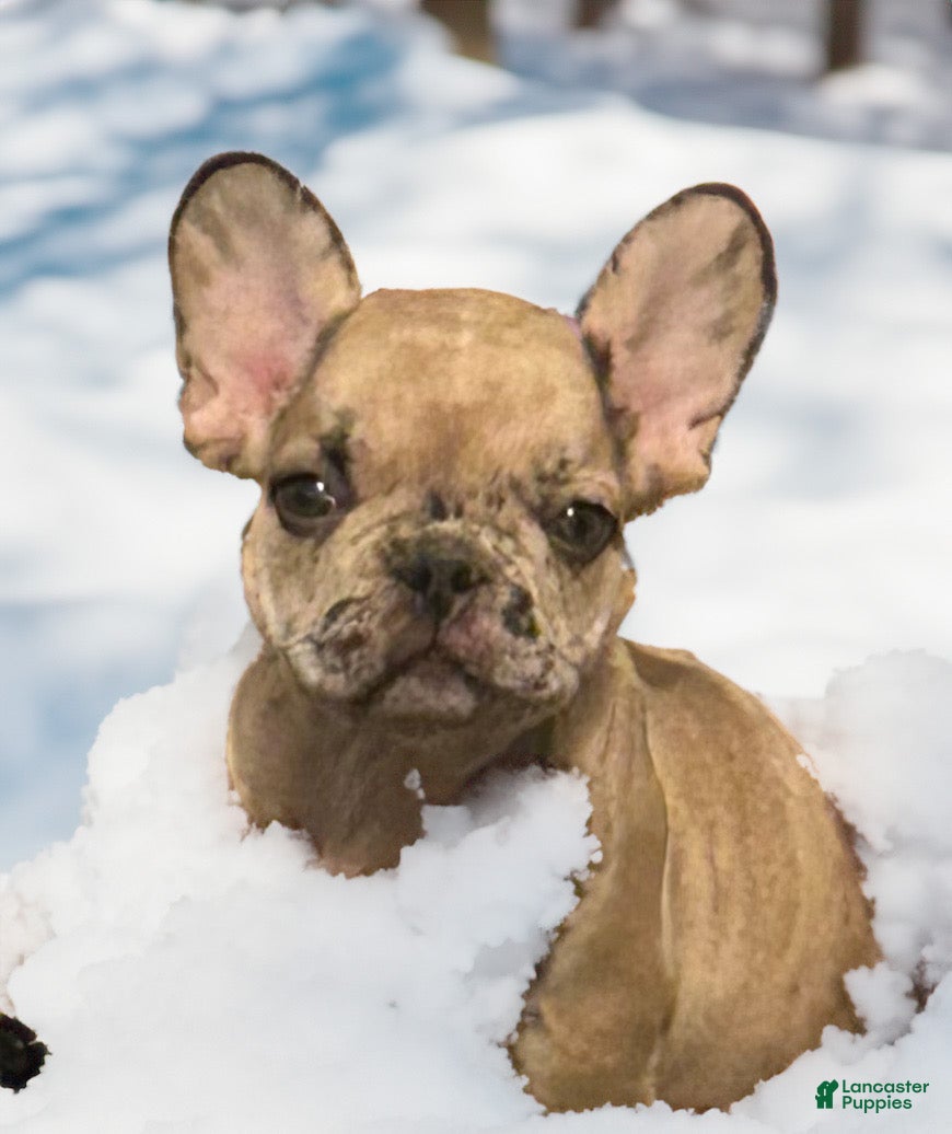French Bulldog dogs Marilyn - Ad 2