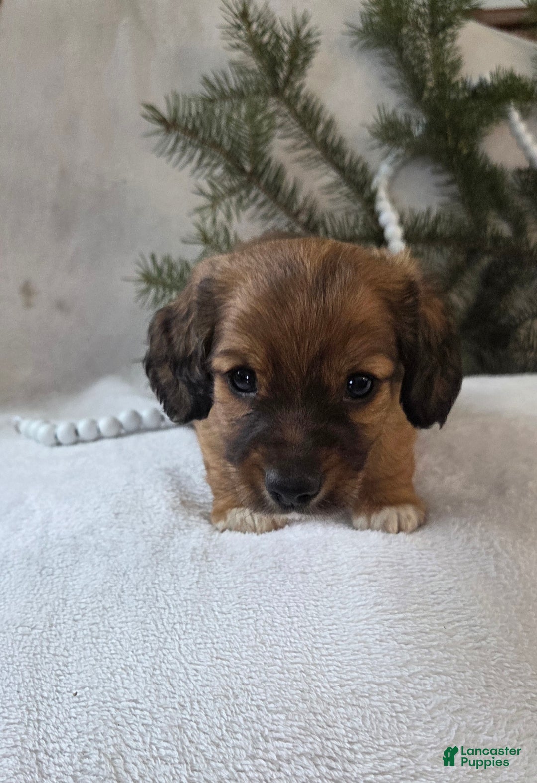 Miniature Dachshund dogs for sale: Mocha - Ad 2