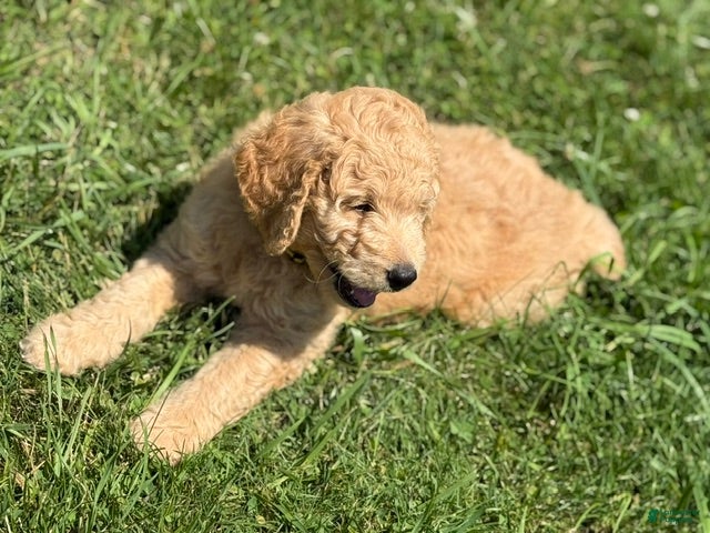 Goldendoodle dogs Martha - Ad 2