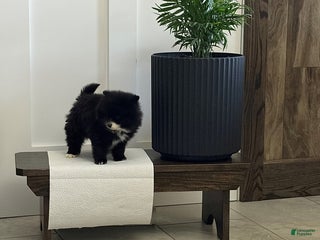 Pomeranian dogs Lucy - Ad 30