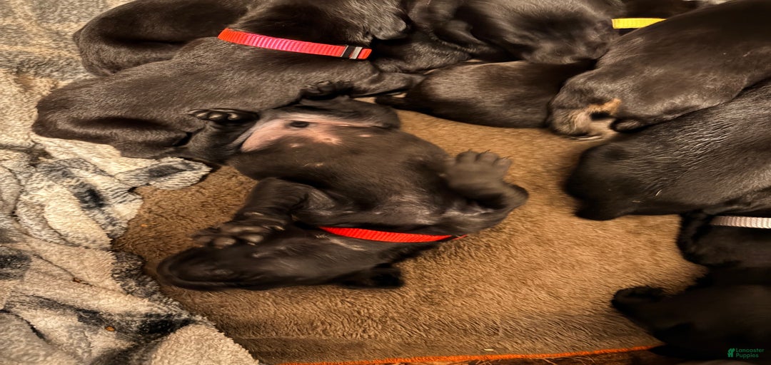 Gallery Image {{count}}