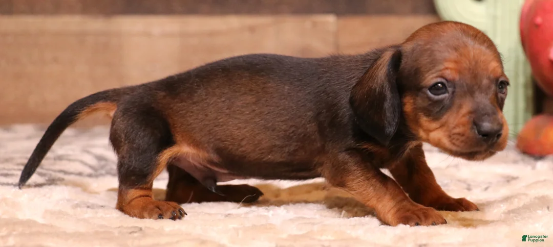 Miniature Dachshund dogs for sale: Scooby red smooth male - Ad 1