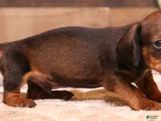 Miniature Dachshund dogs Scooby red smooth male - Ad 3