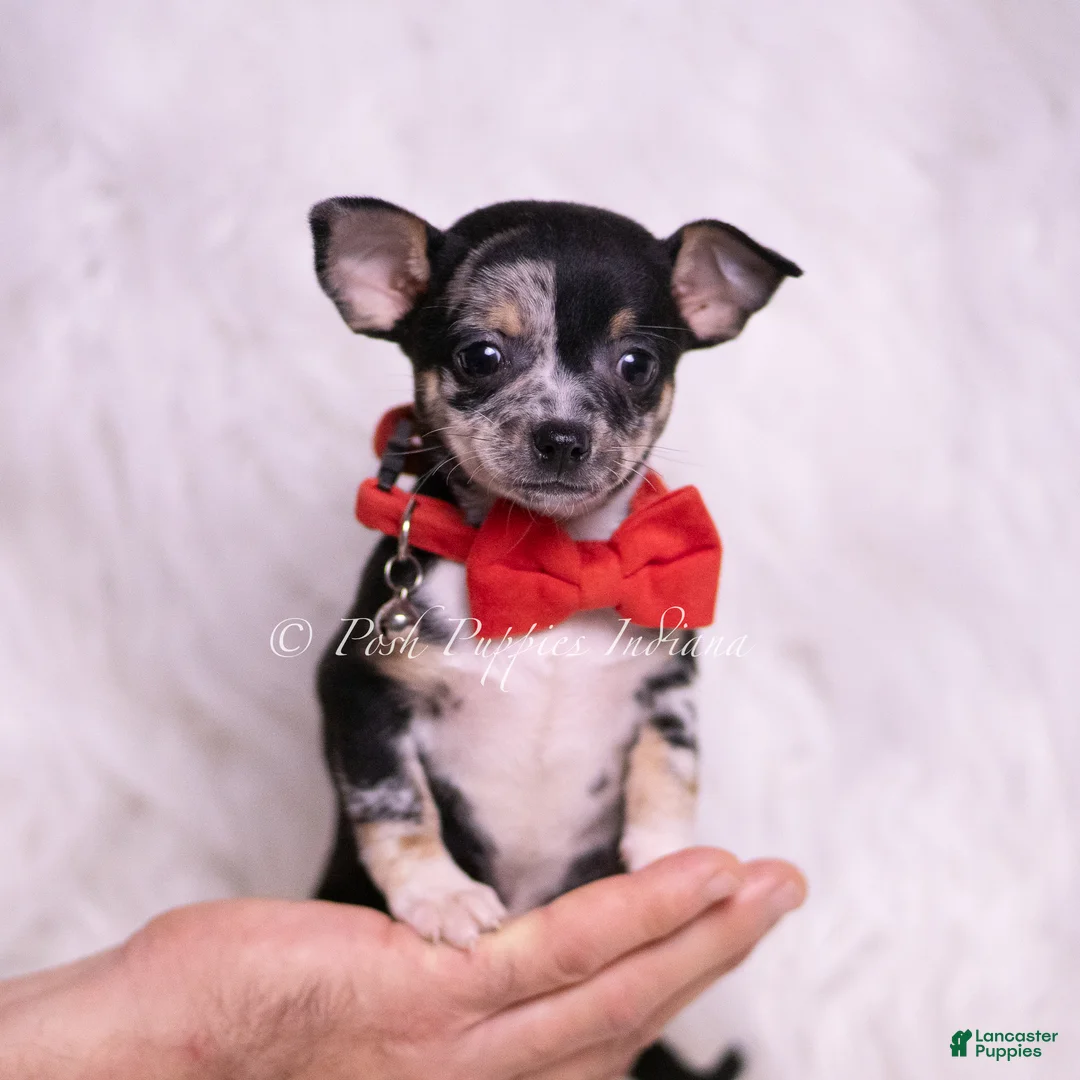 Chihuahua dogs for sale: Chalupa - Ad 1