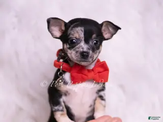 Chihuahua dogs Chalupa - Ad 16