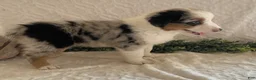 Australian Shepherd dogs for sale: Ruby - Ad 2