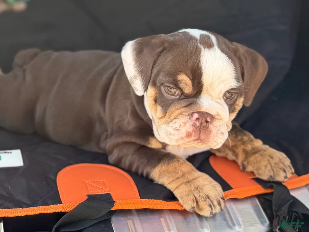 English Bulldog dogs for sale: Miss Cassia - Ad 1