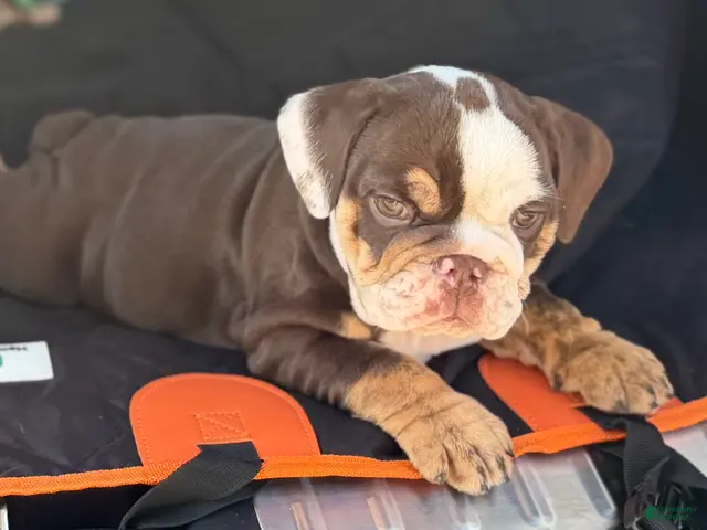 English Bulldog dogs for sale: Miss Cassia - Ad 1