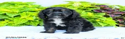 English Cocker Spaniel dogs for sale: Dakota - Ad 3