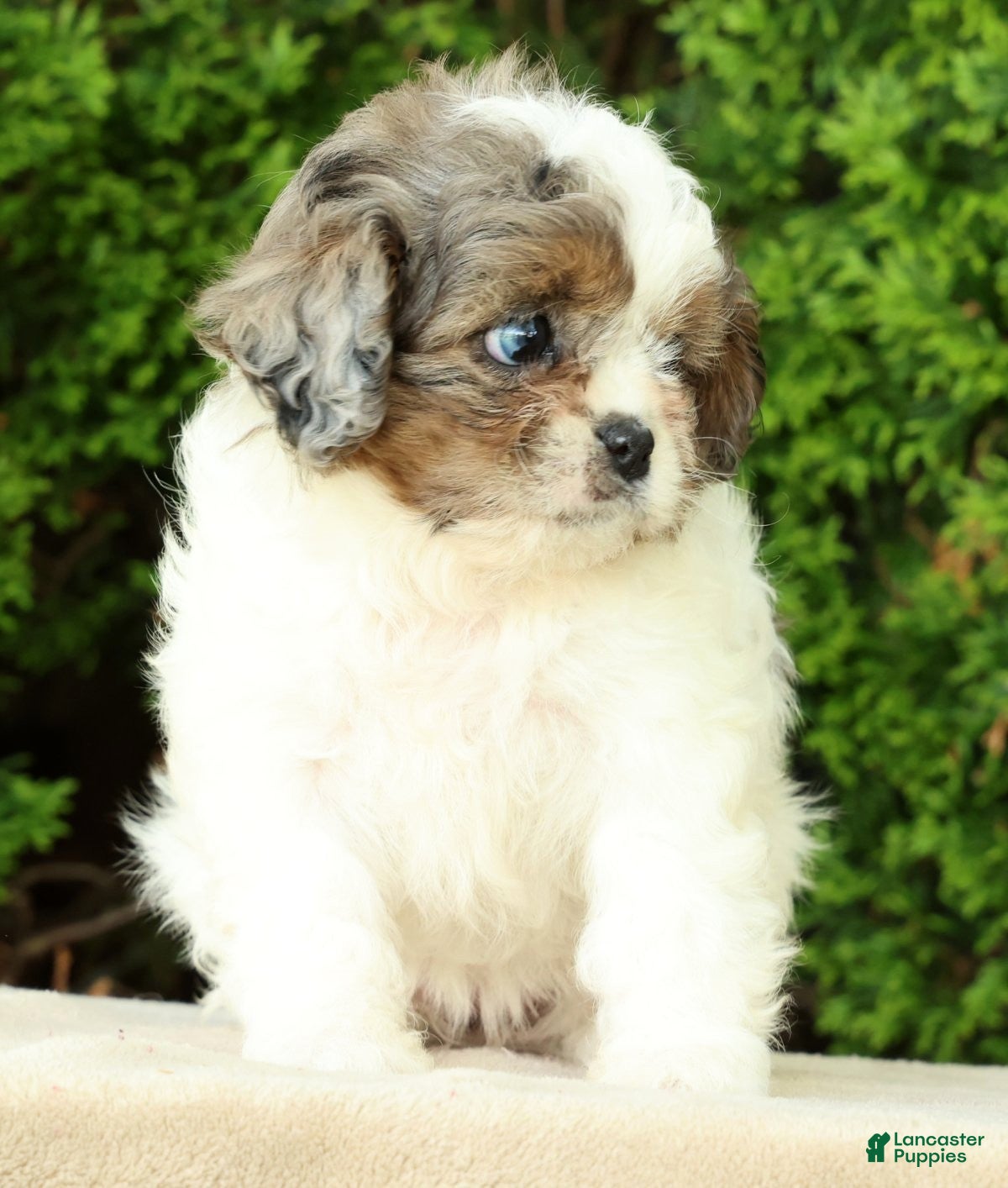 Mixed Breed dogs for sale: Poppy - Ad 6