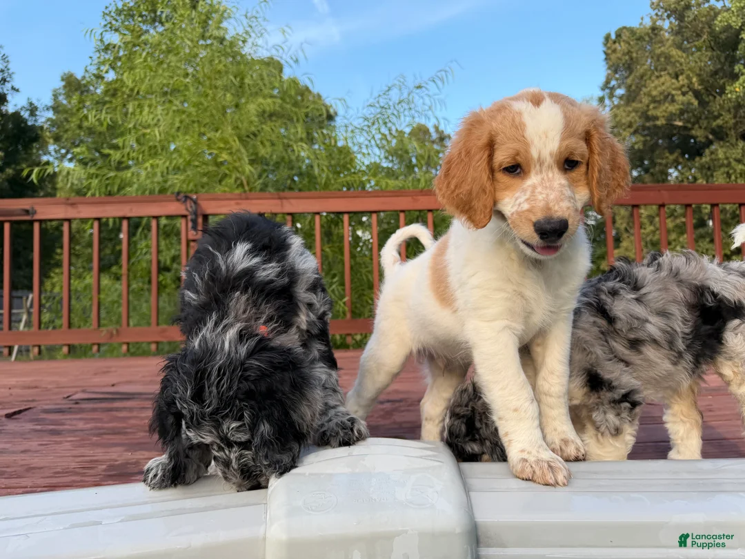 Aussiedoodle dogs for sale: Kobe - Ad 2