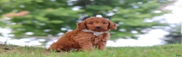 Mini Goldendoodle dogs for sale: Gomez - Ad 2