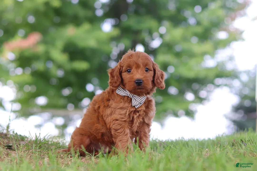 Mini Goldendoodle dogs for sale: Gomez - Ad 2