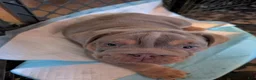 English Bulldog dogs for sale: English Bulldog 1 - Ad 6