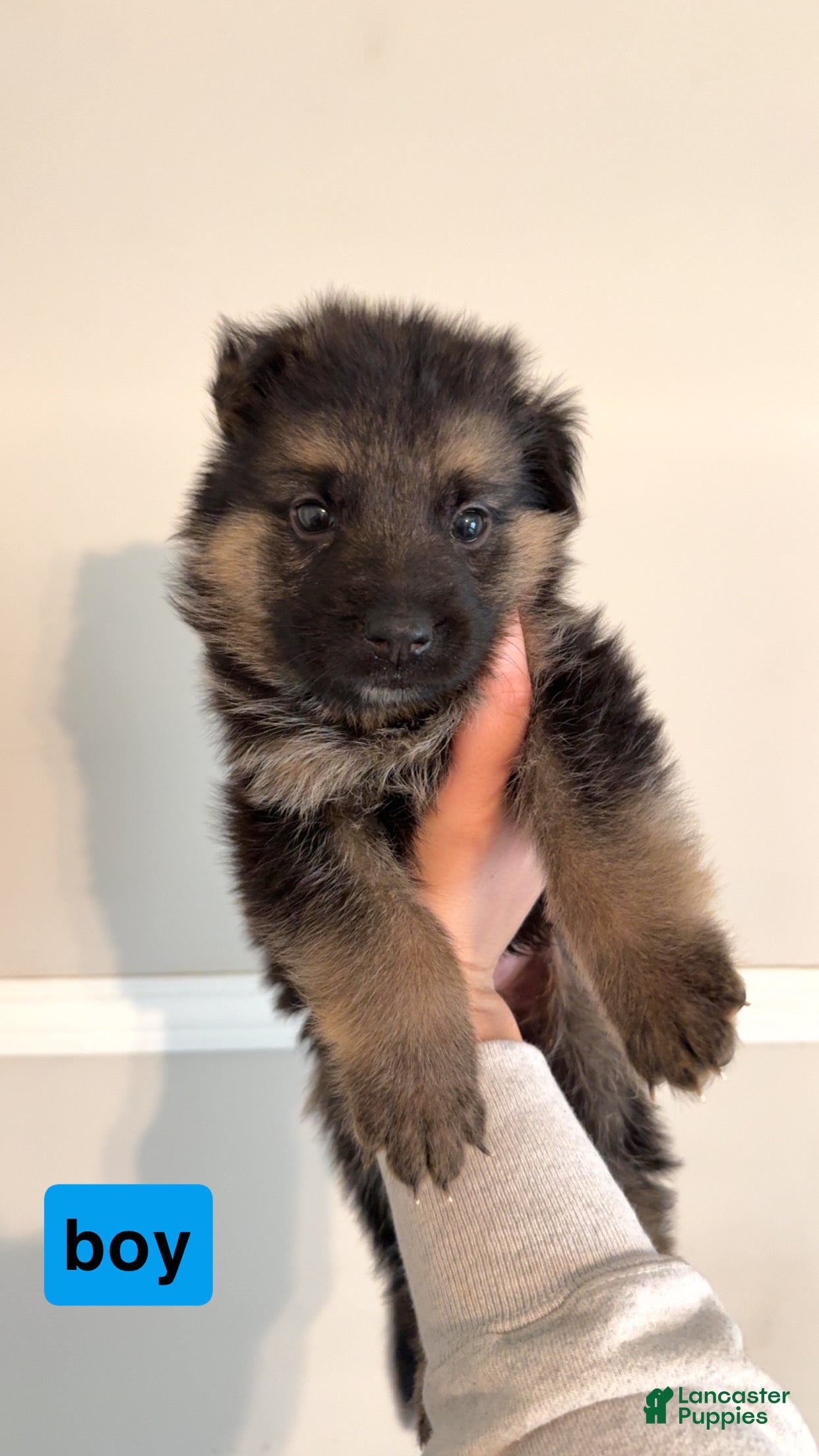 German Shepherd dogs German Shepherd Puppy 6 - Ad 9