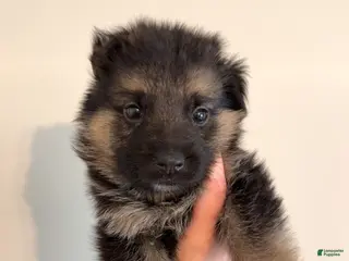 German Shepherd dogs German Shepherd Puppy 6 - Ad 9