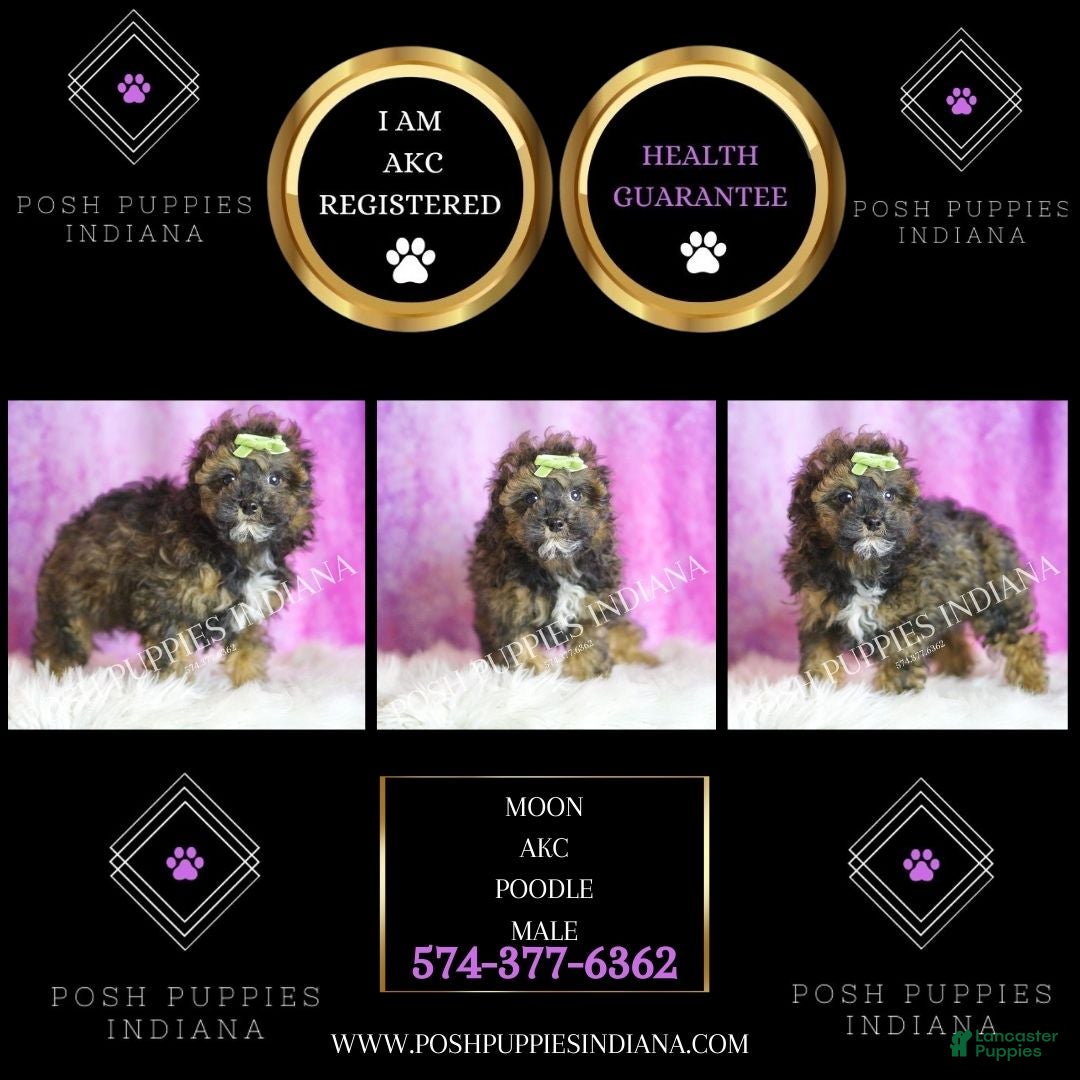 Toy Poodle dogs for sale: Moon - Ad 2