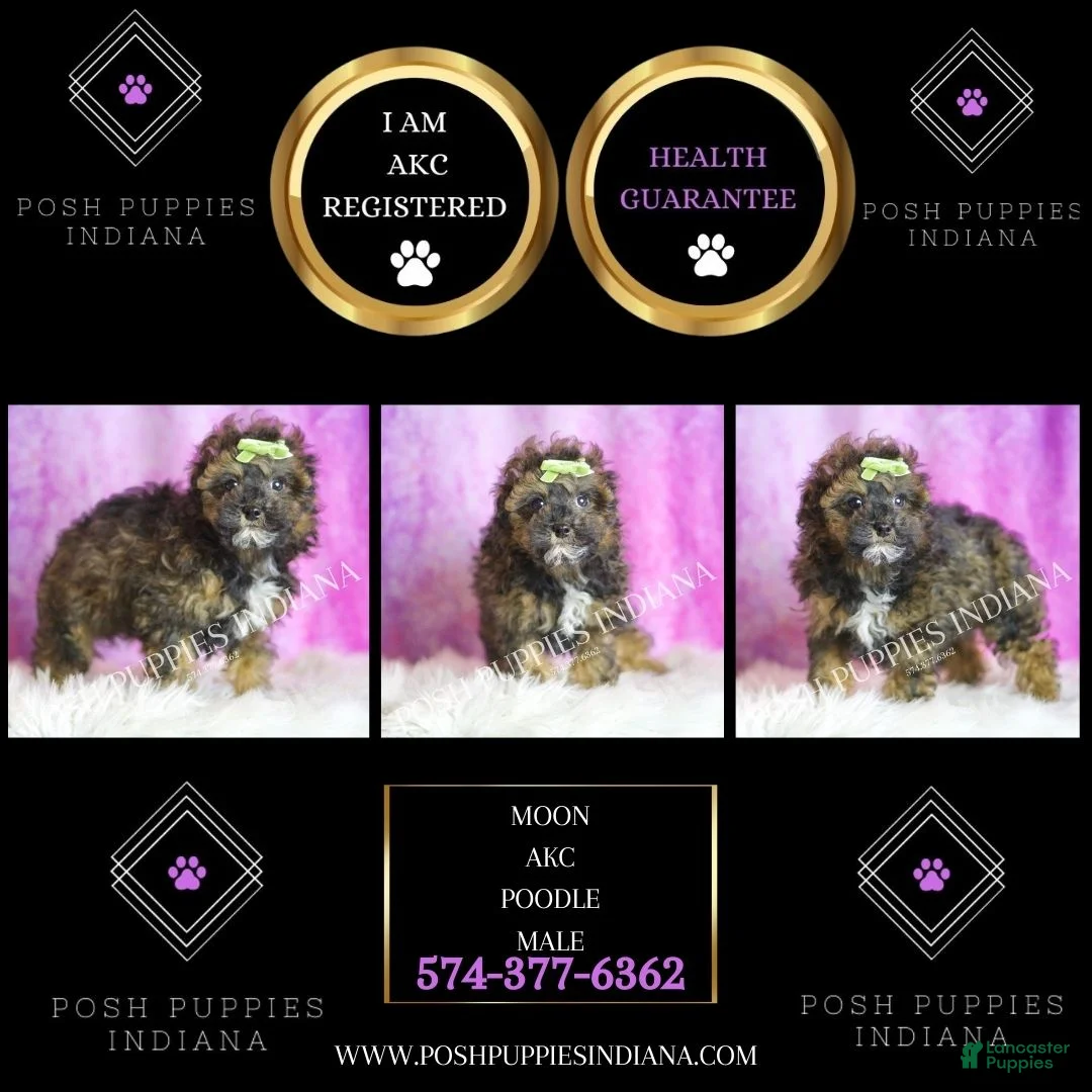 Toy Poodle dogs for sale: Moon - Ad 2