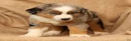 Miniature Australian Shepherd dogs for sale: Jasper - Ad 9