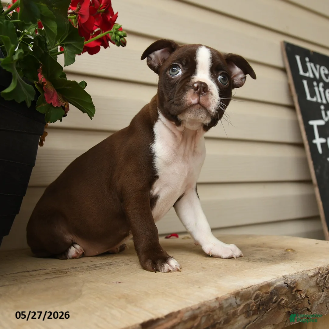 Boston Terrier dogs for sale: Daisy - Ad 2