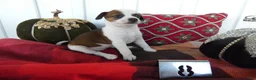 Chihuahua dogs for sale: Chihuahua 8 Sophia - Ad 1