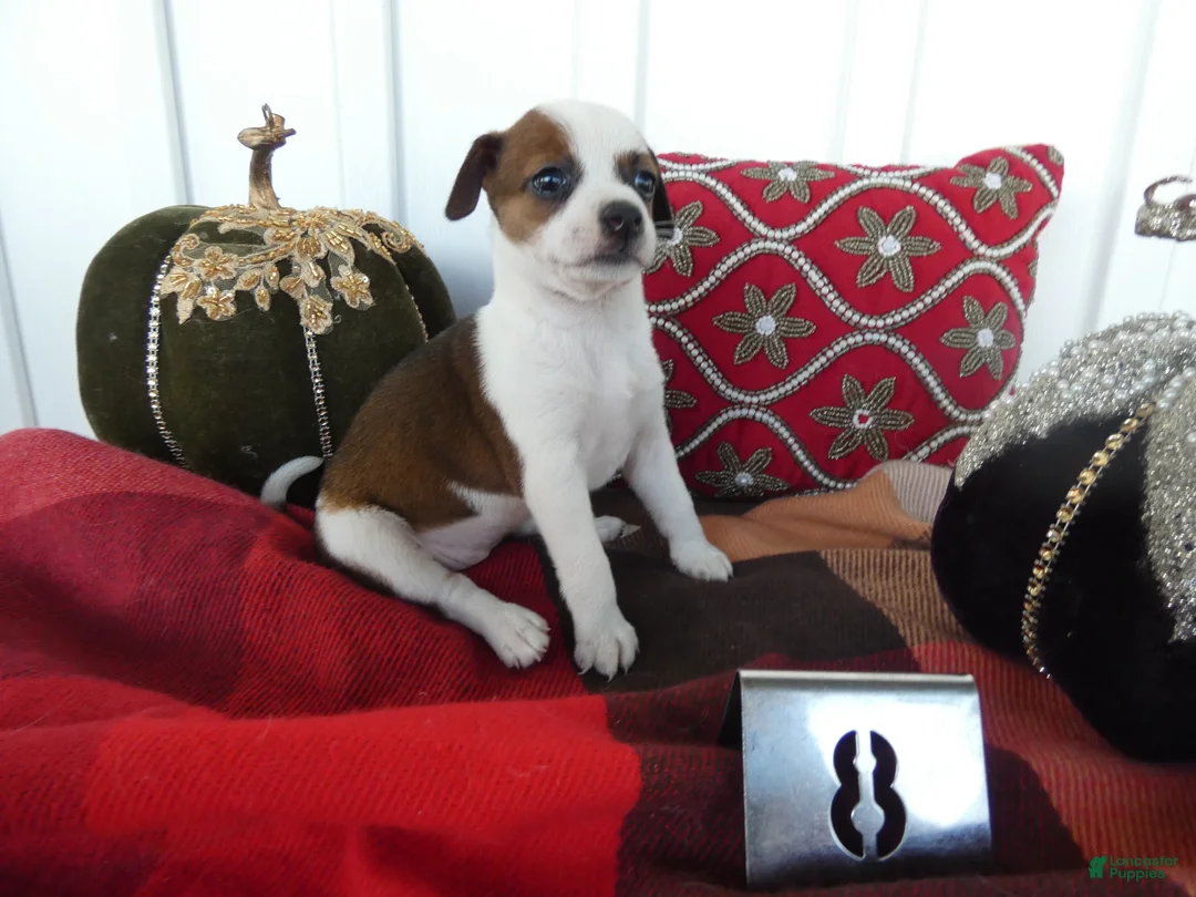 Chihuahua dogs for sale: Chihuahua 8 Sophia - Ad 1