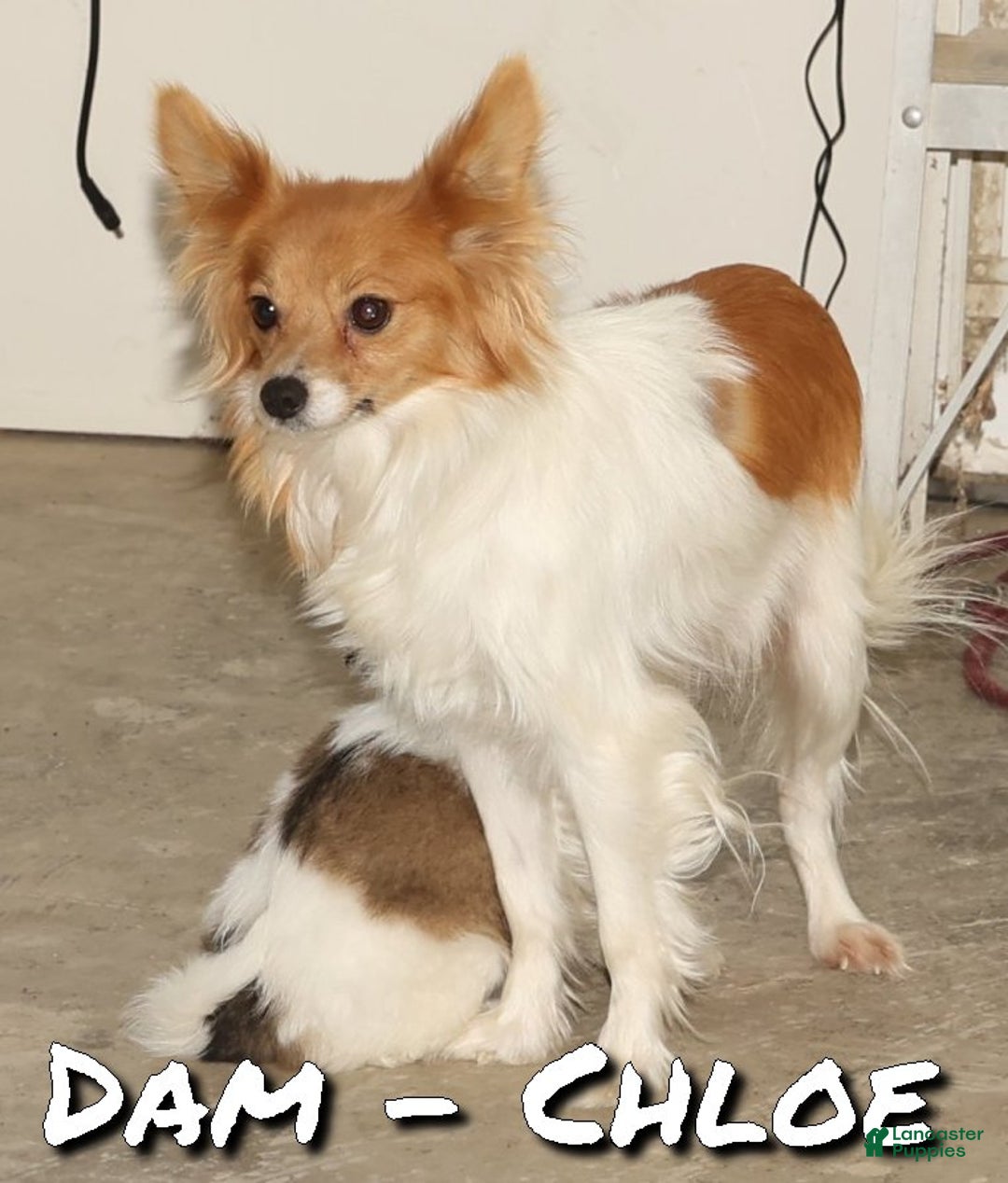 Papillon dogs for sale: Carson - Ad 7