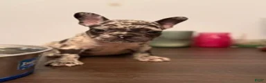 French Bulldog 4 (BINGO)