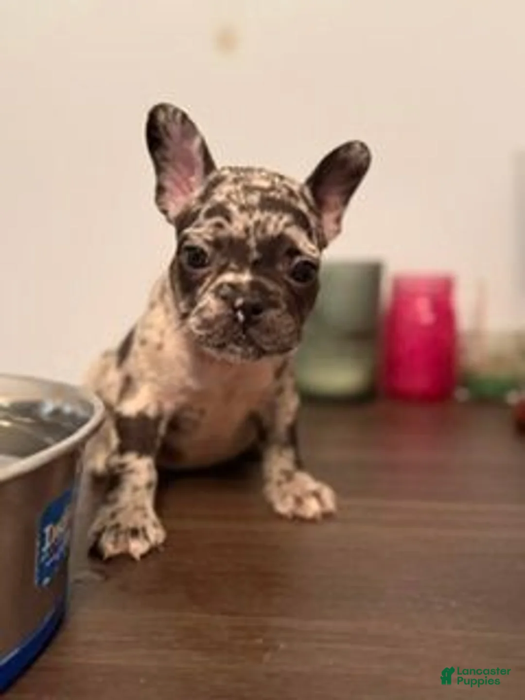 French Bulldog dogs for sale: French Bulldog 4 (BINGO) - Ad 1