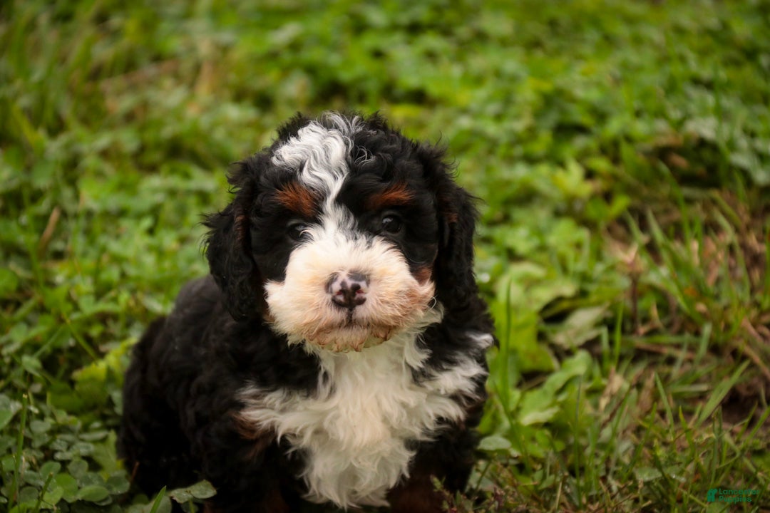 Bernedoodle dogs Ridge Miniature Bernedoodle  - Ad 2