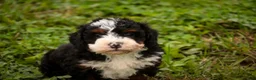 Bernedoodle dogs for sale: Ridge Miniature Bernedoodle  - Ad 2
