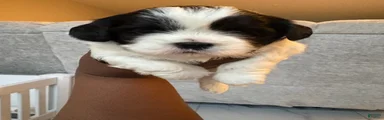 Shih Tzu Puppy 2