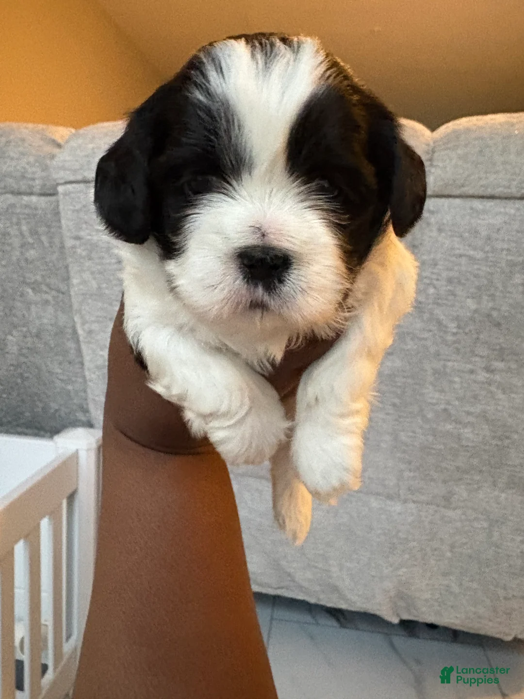Shih Tzu dogs for sale: Shih Tzu Puppy 2 - Ad 1