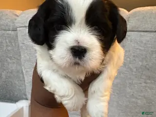 Shih Tzu dogs for sale: Shih Tzu Puppy 2 - Ad 1