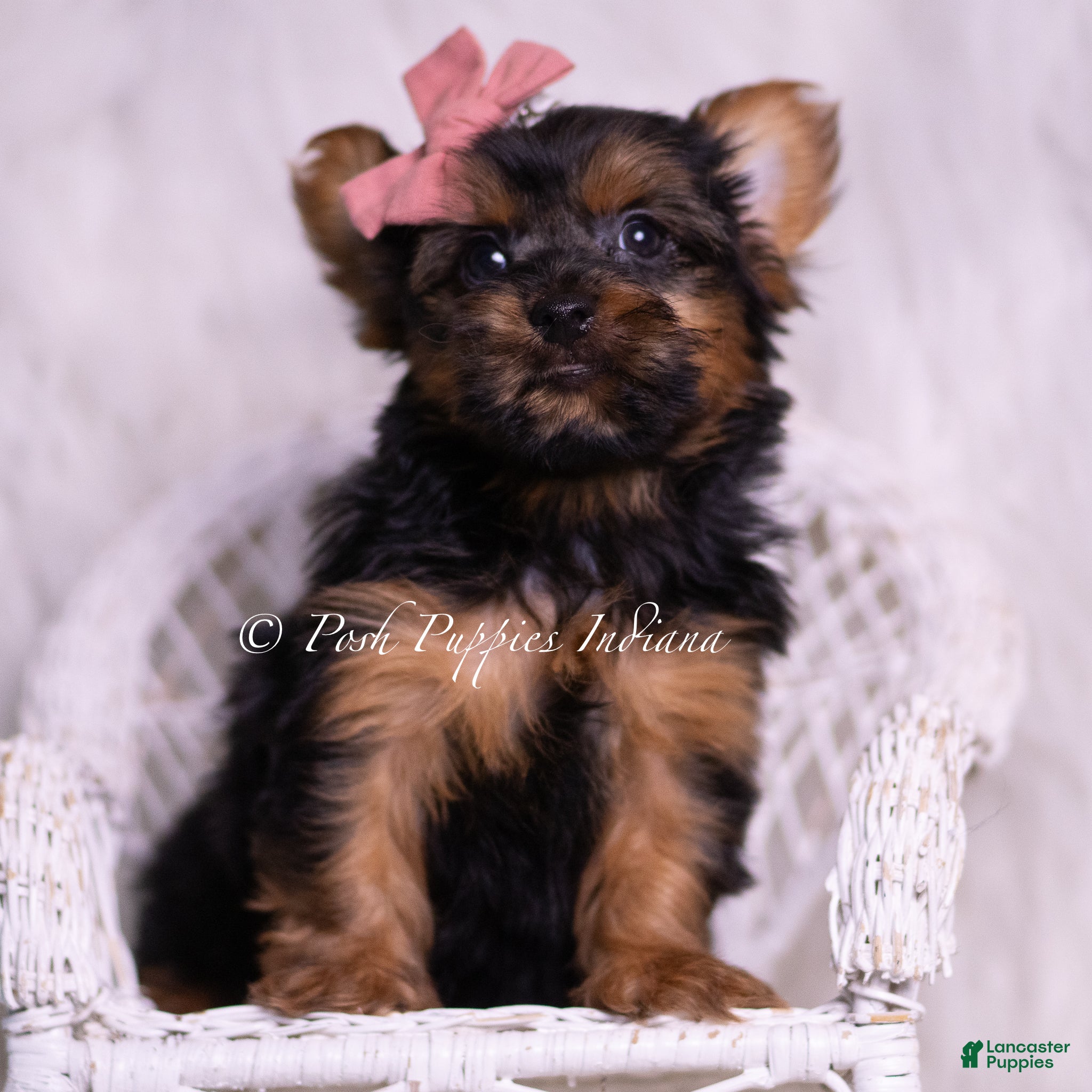 Yorkshire Terrier dogs Beauty - Ad 35