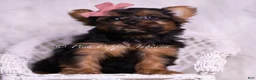 Yorkshire Terrier dogs for sale: Beauty - Ad 1