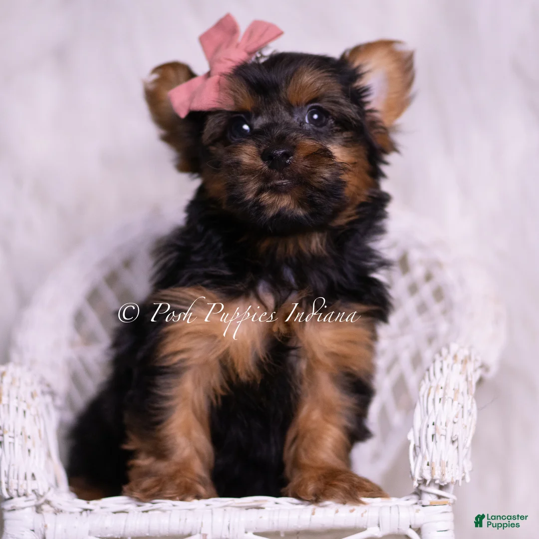 Yorkshire Terrier dogs for sale: Beauty - Ad 1