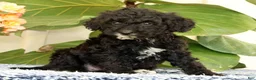 Mini Goldendoodle dogs for sale: Cola - Ad 6